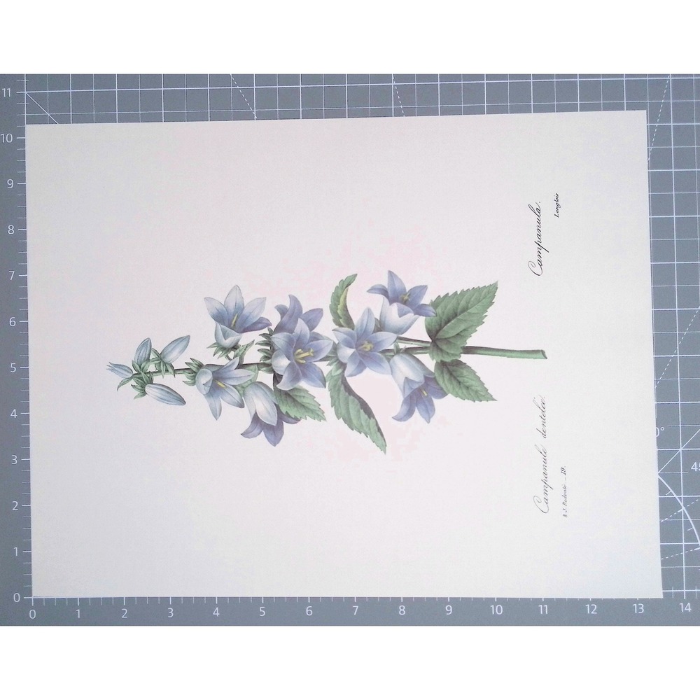 P.J. Redoute Campanula Dentata Botanical Book Plate Blue Bellflower Floral 11x14 - Picture 2 of 6